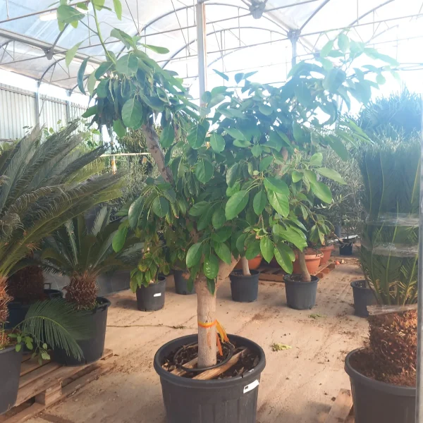 Compra aguacate ejemplar en mallorca a precio ecnomico