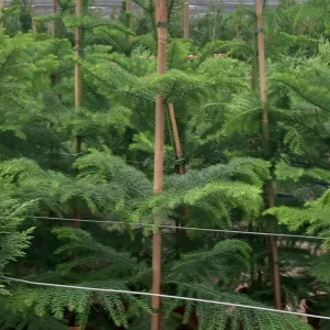 Araucaria (Araucaria araucana)
