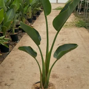 comprar Strelitzia Augusta Mallorca, Strelitzia nicolai económica, planta Strelitzia grande, Strelitzia para jardín