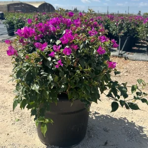 Buganvilla Bola (Bougainvillea glabra 'Sundown')