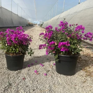 Buganvilla Bola (Bougainvillea glabra 'Sundown')