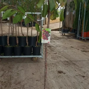 Cerezo, Prunus avium, comprar cerezos en Mallorca, árbol frutal, árbol ornamental, cerezas dulces, árbol de jardín, cerezo económico, cerezo para huertos, cerezo con flor