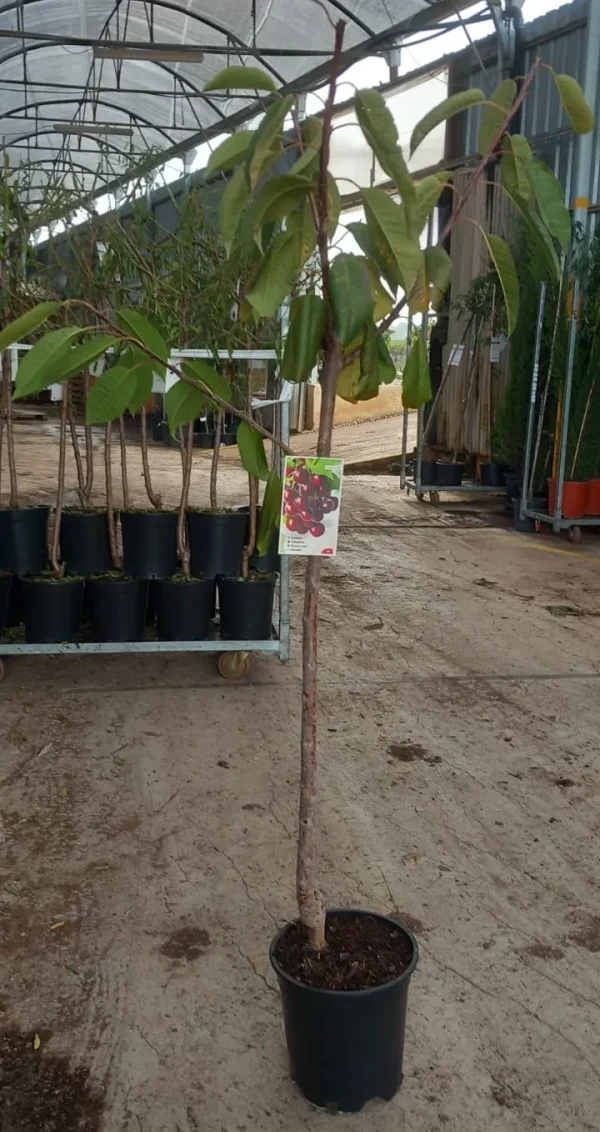 Cerezo, Prunus avium, comprar cerezos en Mallorca, árbol frutal, árbol ornamental, cerezas dulces, árbol de jardín, cerezo económico, cerezo para huertos, cerezo con flor