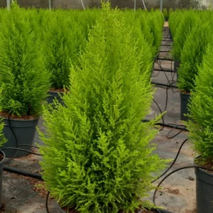 Ciprés Golden Crest (Cupressus macrocarpa 'Goldcrest')