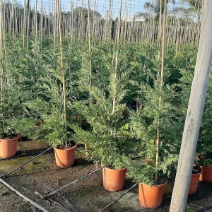 Ciprés de Leyland (Cupressus × leylandii)