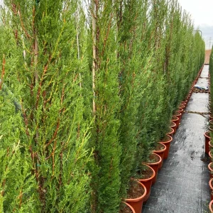 Cipreses Sempervirens, comprar Cipreses en Mallorca, setos de Cipreses, plantas de jardín en Mallorca, Cipreses para setos, Jardín Mallorca Cipreses