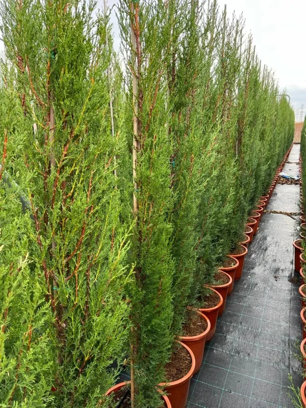 Cipreses Sempervirens, comprar Cipreses en Mallorca, setos de Cipreses, plantas de jardín en Mallorca, Cipreses para setos, Jardín Mallorca Cipreses