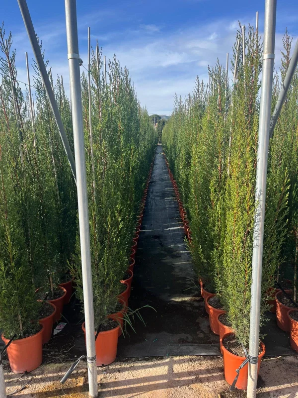 Ciprés Sempervirens (Cupressus sempervirens) - Imagen 2