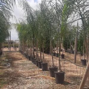 Coco Plumoso (Arecastrum romanzoffianum)