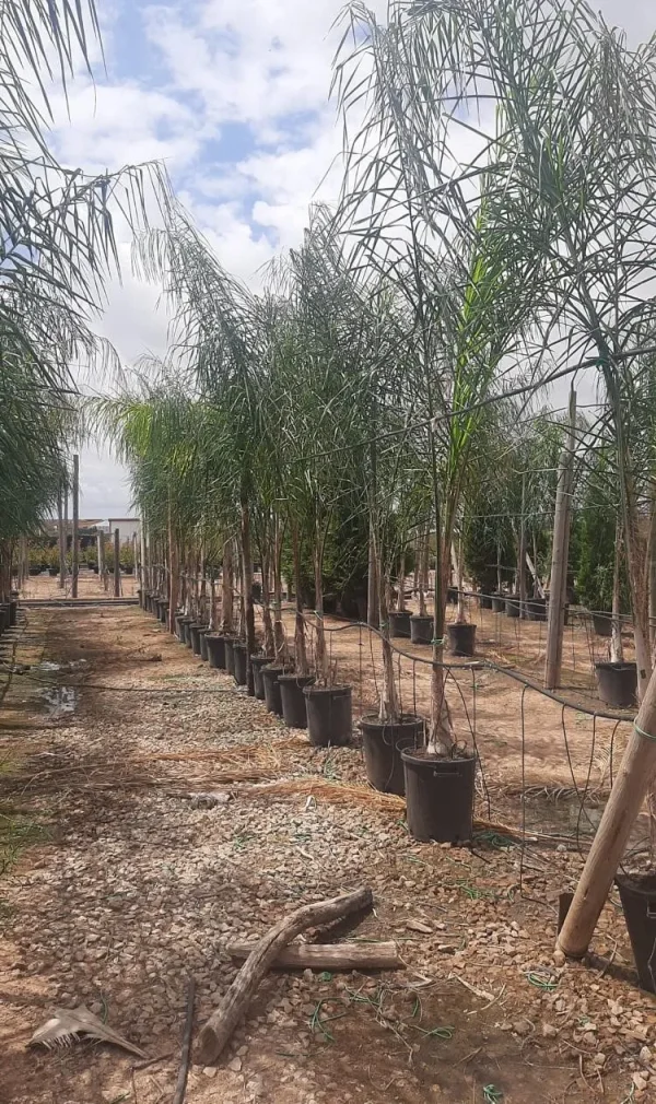 Coco Plumoso (Arecastrum romanzoffianum)