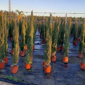 Ciprés Totem (Cupressus sempervirens 'Totem')