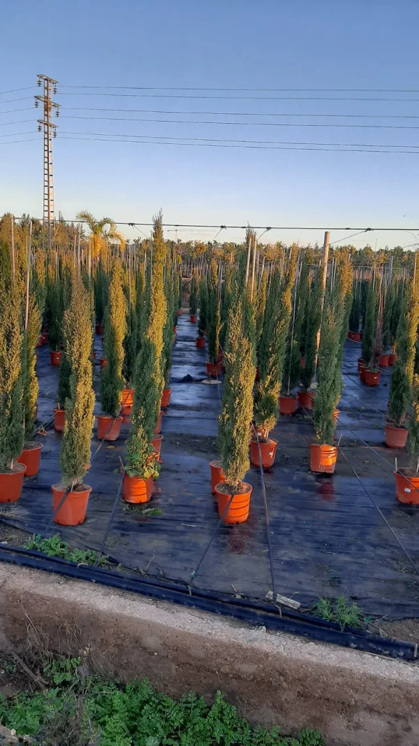 Ciprés Totem (Cupressus sempervirens 'Totem')