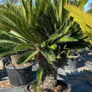 Cyca revoluta (Cycas revoluta)