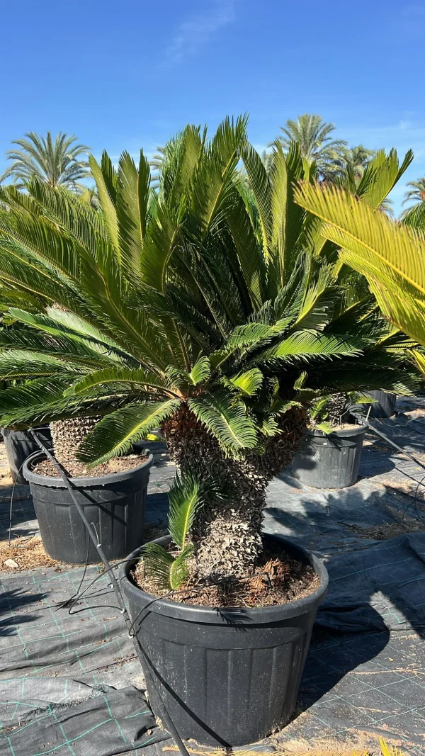 Cyca revoluta (Cycas revoluta)