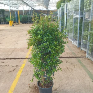 comprar eugenia en mallorca precio economico