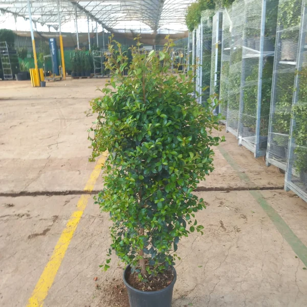 comprar eugenia en mallorca precio economico