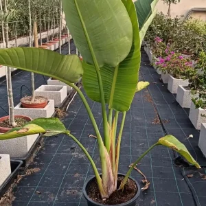falsa platanera 1