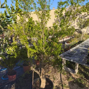 Granado, Punica granatum, comprar granado en Mallorca, árbol frutal, árbol ornamental, granadas, planta mediterránea, granado económico, planta para jardines, árbol de huerto.