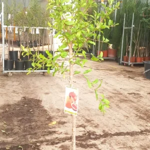 Granado, Punica granatum, comprar granado en Mallorca, árbol frutal, árbol ornamental, granadas, planta mediterránea, granado económico, planta para jardines, árbol de huerto.