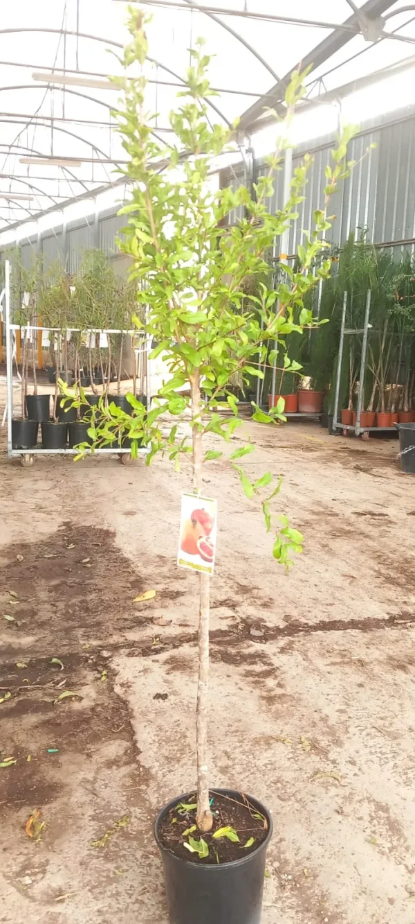 Granado, Punica granatum, comprar granado en Mallorca, árbol frutal, árbol ornamental, granadas, planta mediterránea, granado económico, planta para jardines, árbol de huerto.