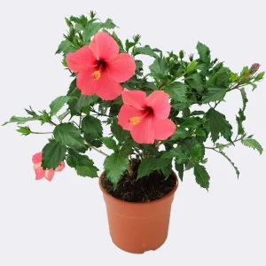 hibiscus de diferentes colores
