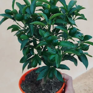 Kumquat (Citrus japonica), comprar Kumquat Mallorca, cítrico Kumquat económico, Kumquat online, Kumquat para jardín