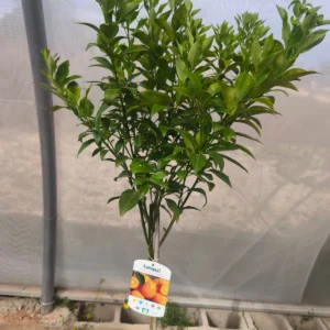 kumquat, mallorca, jardin, naranjo, arbol, limon