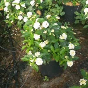 Comprar flores lantana mallorca