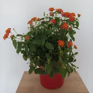 lantanaC17 Lantana en diferentes colores en Mallorca