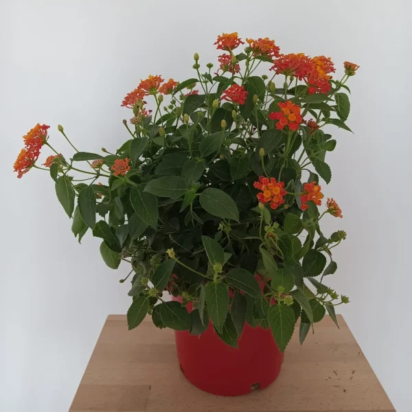 Lantana en diferentes colores en Mallorca
