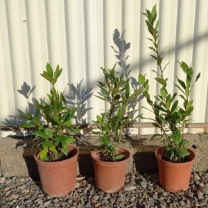 Laurel (Laurus nobilis)
