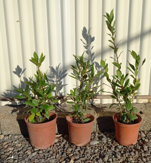 Laurel (Laurus nobilis)