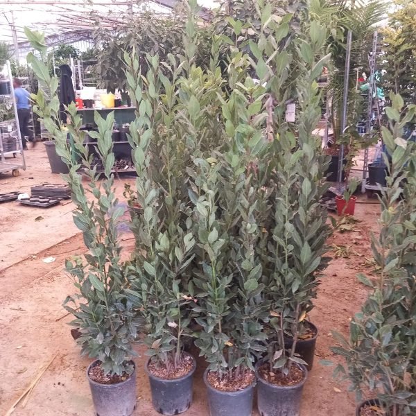 Laurel (Laurus nobilis) - Imagen 2