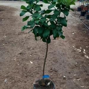 Limonero (Citrus limon)