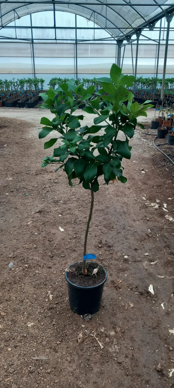 Limonero (Citrus limon)