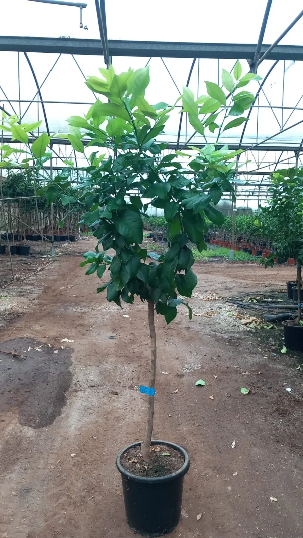 Limonero (Citrus limon) - Imagen 2