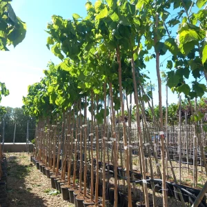 morera economica en mallorca