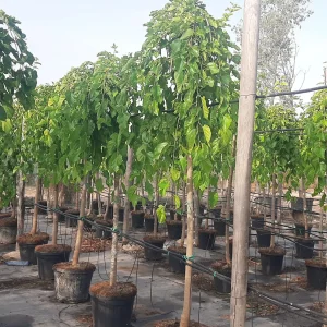 morera alba pendula en mallorca