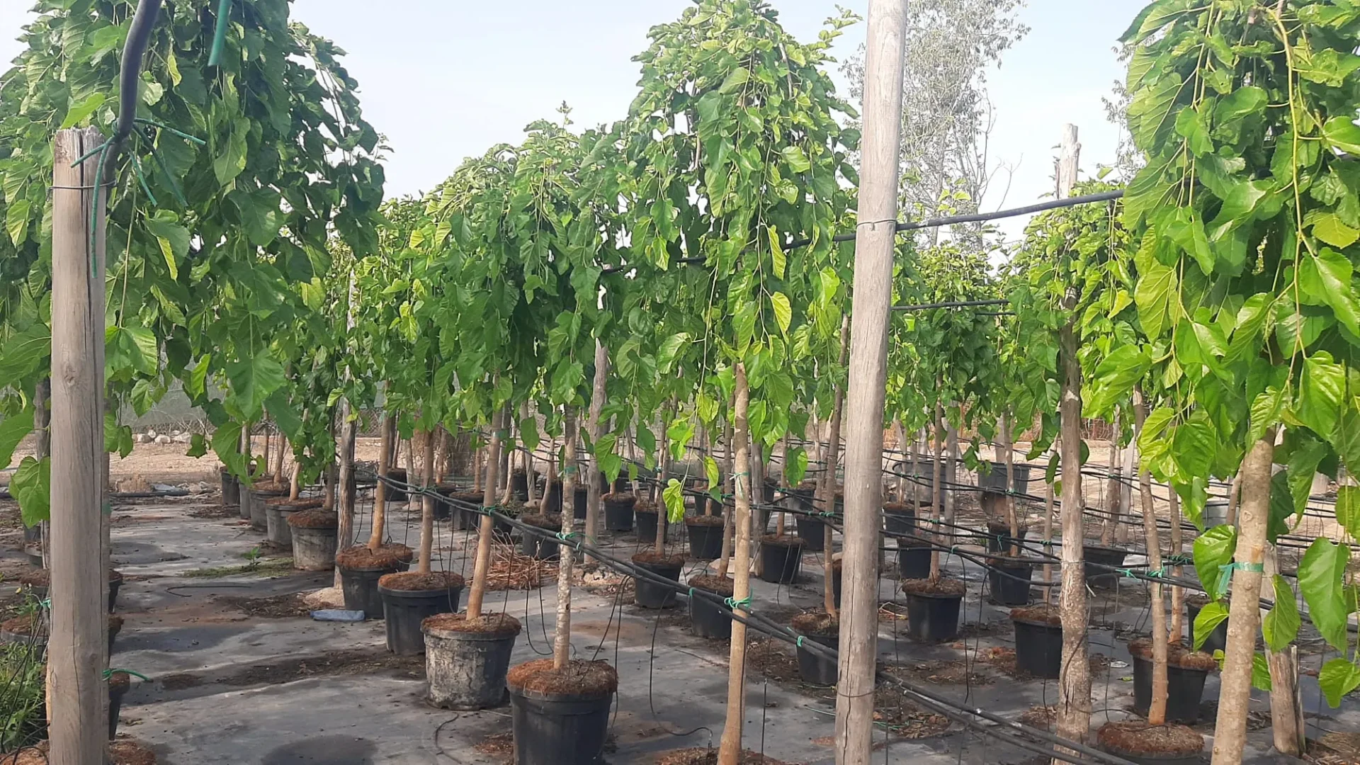 morera alba pendula en mallorca