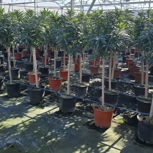 Adelfa Copa, Nerium oleander, comprar adelfa copa en Mallorca, planta ornamental, planta resistente a la sequía, flores coloridas, adelfa decorativa, planta perenne, adelfa económica.