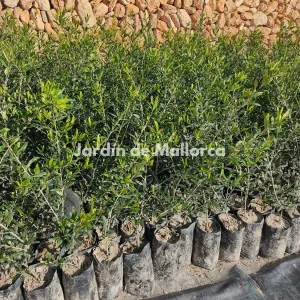 Olivos pequeños (Olea europaea)