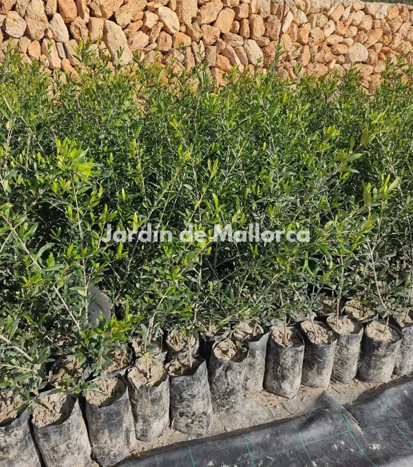 Olivos pequeños (Olea europaea)