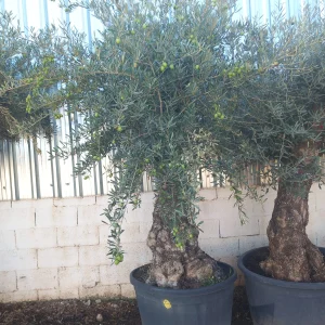 Comprar olivos centenarios economicos mallorca