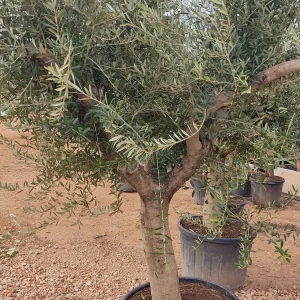 Olivo Ejemplar (Olea europaea)