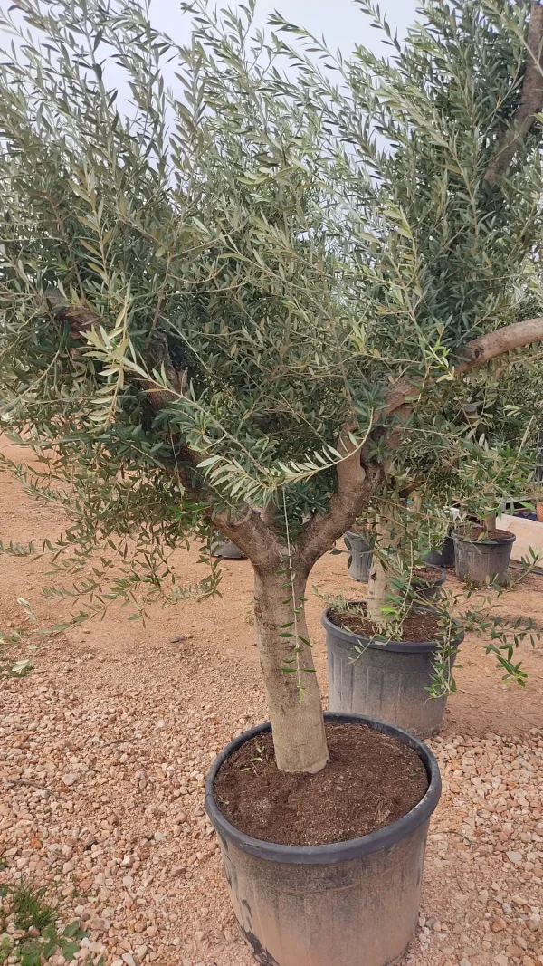 Olivo Ejemplar (Olea europaea)