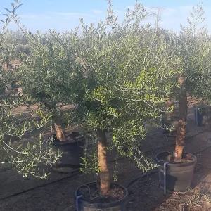olivos grandes baratos mallorca