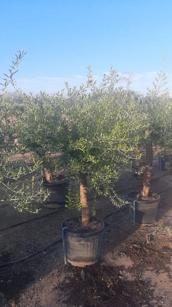 olivos grandes baratos mallorca