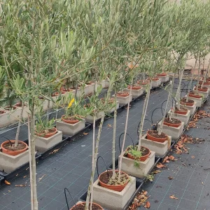 Olivos Mallorca