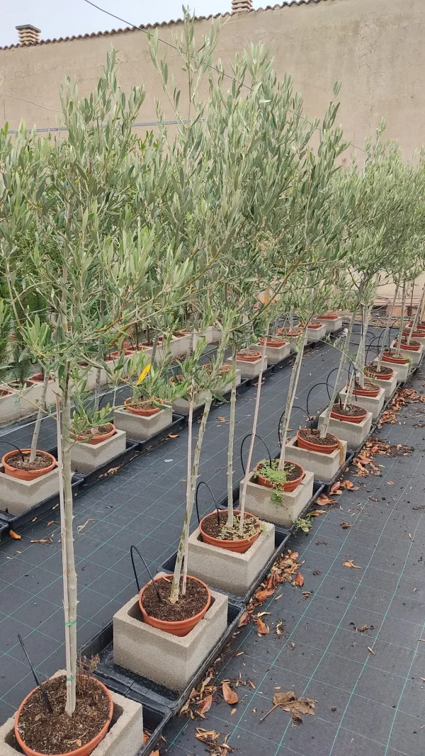 Olivos Mallorca
