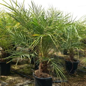comprar palmera enana Mallorca